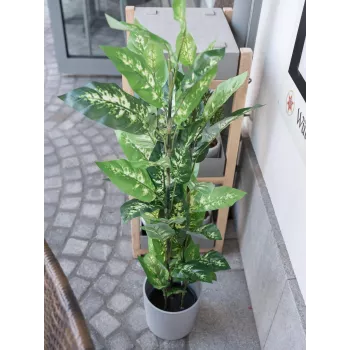 EUROPALMS Dieffenbachia tekokasvi 120 cm 82508306