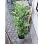 EUROPALMS Dieffenbachia tekokasvi 120 cm 82508306