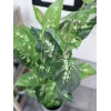 EUROPALMS Dieffenbachia tekokasvi 120 cm 82508306