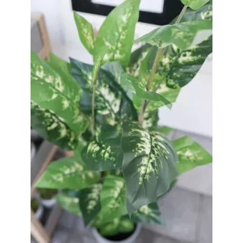 EUROPALMS Dieffenbachia tekokasvi 120 cm 82508306