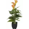 EUROPALMS Calla mini tekokasvi, keltainen-oranssi, 43 cm 82540346