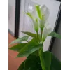 EUROPALMS Calla mini tekokalla-lilja kasvi, valkoinen, 43 cm 82540347
