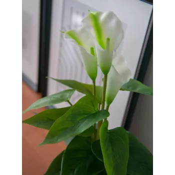EUROPALMS Calla mini tekokalla-lilja kasvi, valkoinen, 43 cm 82540347