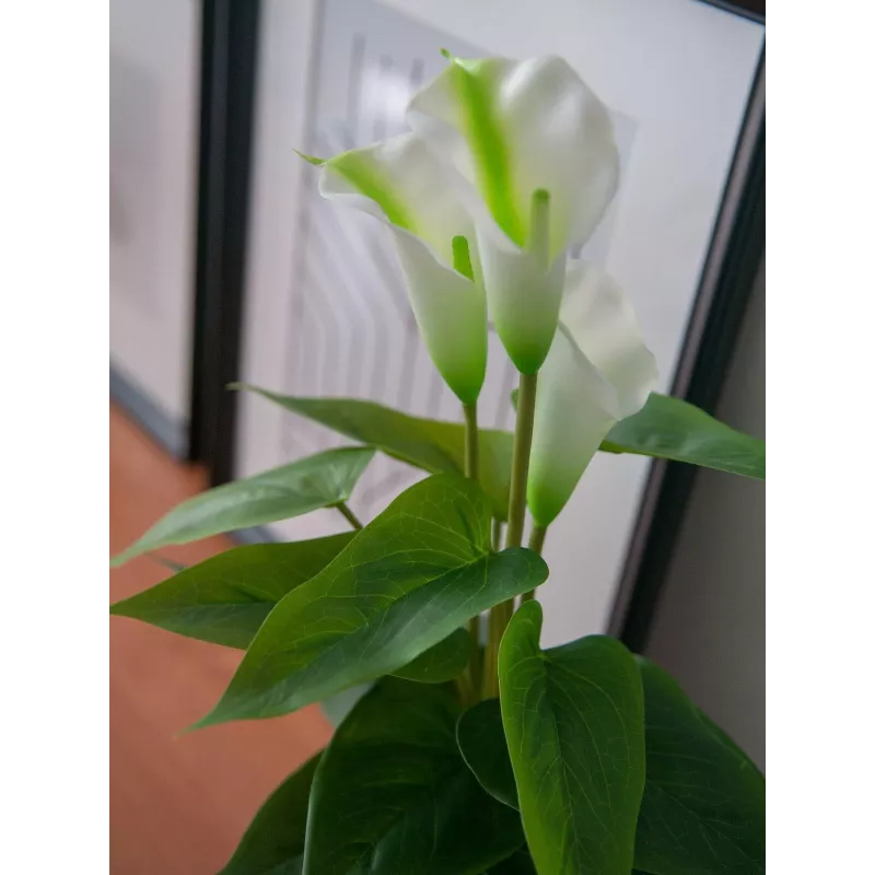EUROPALMS Calla mini tekokalla-lilja kasvi, valkoinen, 43 cm 82540347