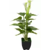 EUROPALMS Calla mini tekokalla-lilja kasvi, valkoinen, 43 cm 82540347