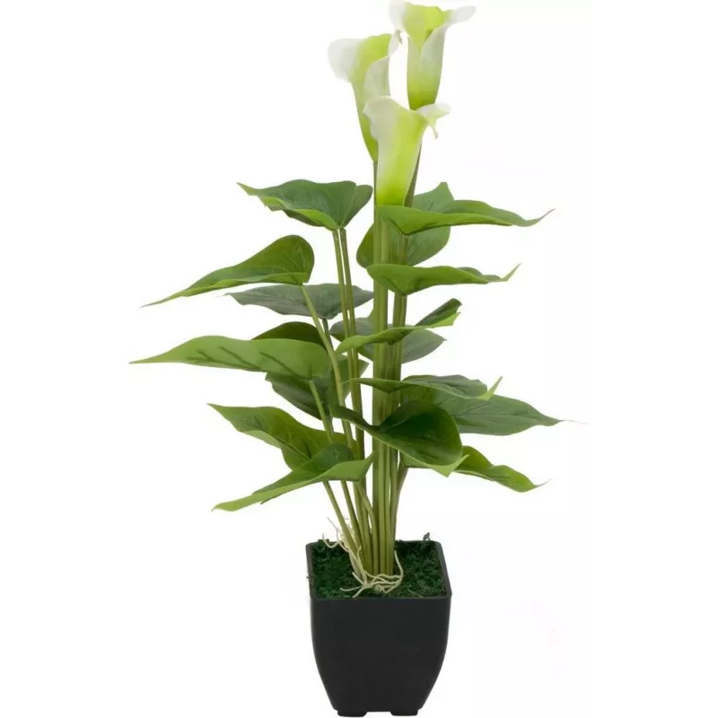 EUROPALMS Calla mini tekokalla-lilja kasvi, valkoinen, 43 cm 82540347