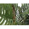 EUROPALMS Kentia-tekopalmu 140 cm 82511361