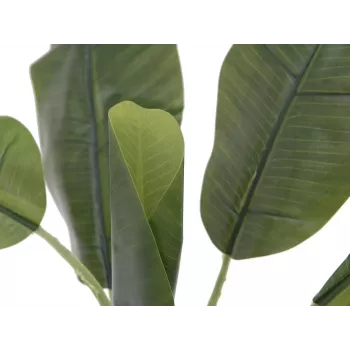 EUROPALMS tekobanaanikasvi, 100 cm, vihreät lehdet, musta ruukku 82509503