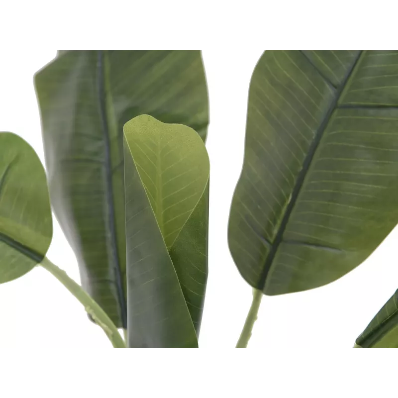 EUROPALMS tekobanaanikasvi, 100 cm, vihreät lehdet, musta ruukku 82509503