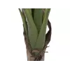 EUROPALMS tekobanaanikasvi, 100 cm, vihreät lehdet, musta ruukku 82509503