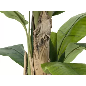 EUROPALMS tekobanaanipuu, 170 cm, vihreät lehdet, musta ruukku 82509539