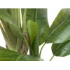 EUROPALMS tekobanaanipuu, 170 cm, vihreät lehdet, musta ruukku 82509539