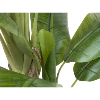 EUROPALMS tekobanaanipuu, 170 cm, vihreät lehdet, musta ruukku 82509539