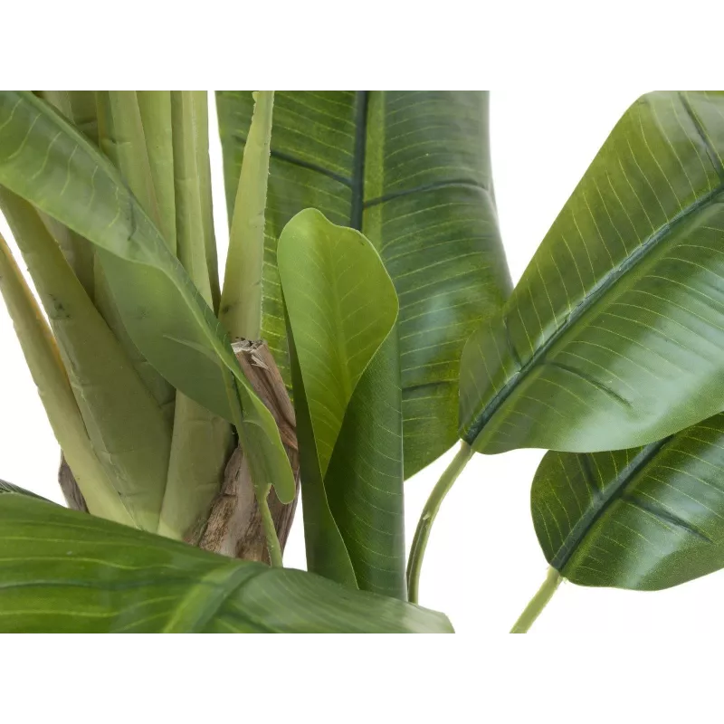 EUROPALMS tekobanaanipuu, 170 cm, vihreät lehdet, musta ruukku 82509539