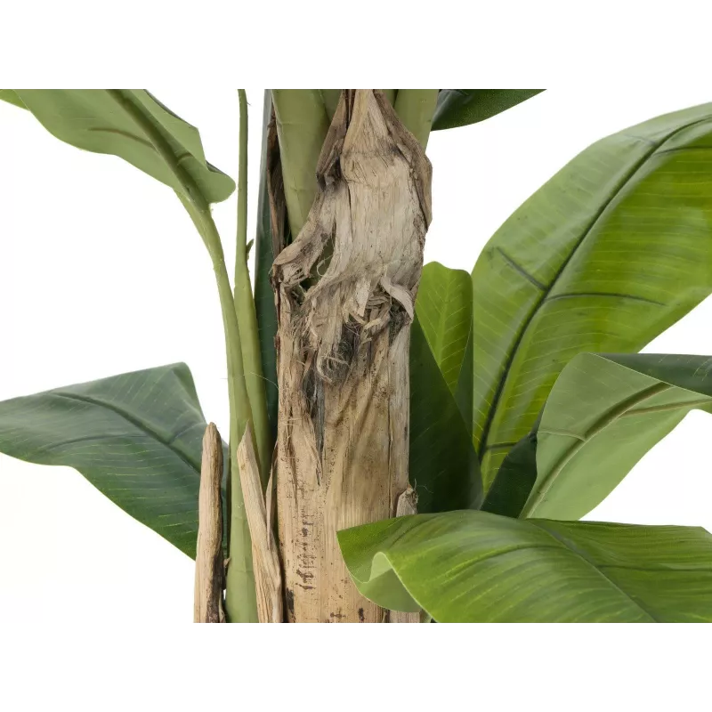 EUROPALMS tekobanaanipuu, 170 cm, vihreät lehdet, musta ruukku 82509539