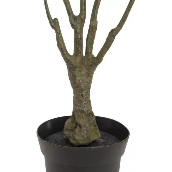 EUROPALMS tekodracaena-kasvi, vihreä-punainen, 90 cm 82505778