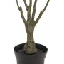 EUROPALMS tekodracaena-kasvi, vihreä-punainen, 90 cm 82505778
