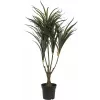 EUROPALMS tekodracaena-kasvi, vihreä-punainen, 90 cm 82505778