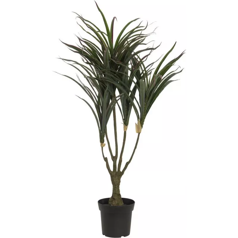 EUROPALMS tekodracaena-kasvi, vihreä-punainen, 90 cm 82505778