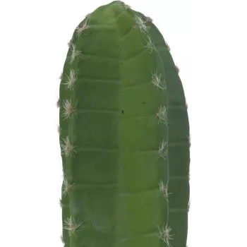 EUROPALMS meksikolainen kaktus tekokasvi, vihreä, 97 cm 82801070