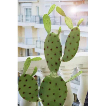 EUROPALMS lehtikaktus tekokasvi, 75 cm 82600068