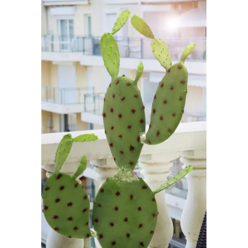 EUROPALMS lehtikaktus tekokasvi, 75 cm 82600068