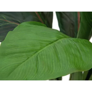 EUROPALMS tekolehtimangoldipensas, 45 cm, vihreä 82508302