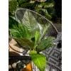EUROPALMS tekolehtimangoldipensas, 45 cm, vihreä 82508302