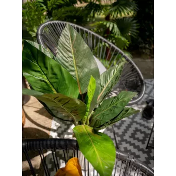 EUROPALMS tekolehtimangoldipensas, 45 cm, vihreä 82508302
