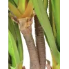 EUROPALMS Sabretooth-agave tekokasvi, 185 cm 82600030