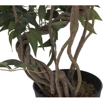 EUROPALMS Ficus Multi Spiral Trunk tekokasvi, 130 cm 82806314