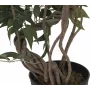 EUROPALMS Ficus Multi Spiral Trunk tekokasvi, 130 cm 82806314
