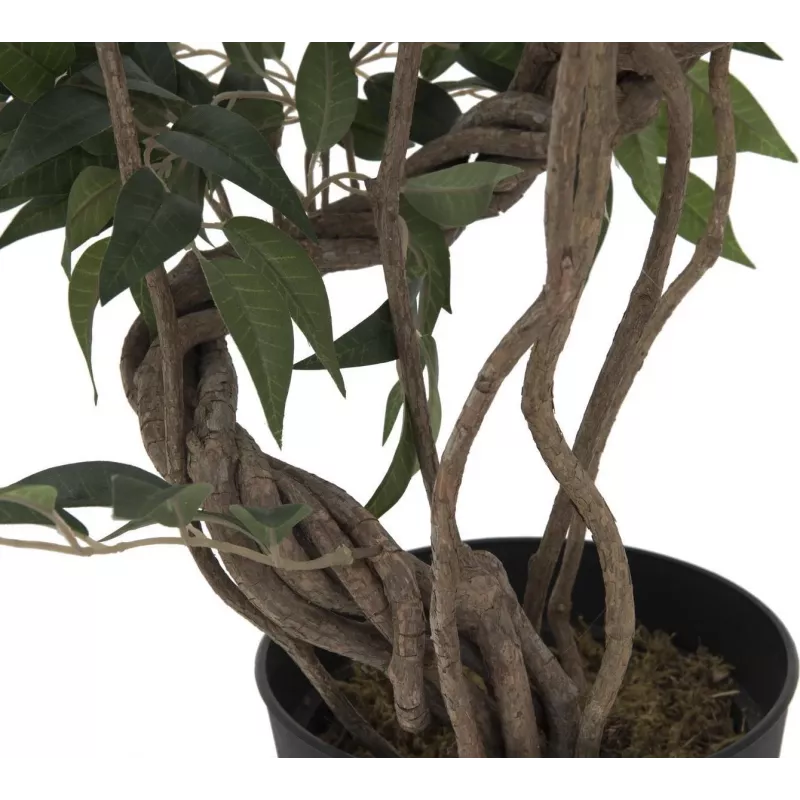 EUROPALMS Ficus Multi Spiral Trunk tekokasvi, 130 cm 82806314