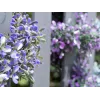 EUROPALMS tekolaventeliköynnös, violetti, 180 cm 82503727