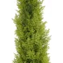 EUROPALMS Leyland-sypressi tekokasvi, 120 cm, vihreä lehvästö, musta ruukku 82606964