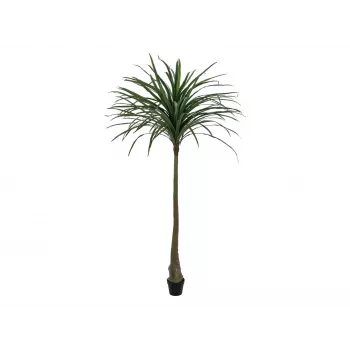EUROPALMS Dracena tekokasvi, vihreä, 220cm 82505798