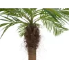 EUROPALMS Luxor kaareva keinotekoinen Phoenix-palmu, 240cm 82510726