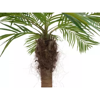 EUROPALMS Luxor kaareva keinotekoinen Phoenix-palmu, 240cm 82510726