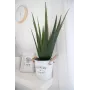 EUROPALMS keinotekoinen aloe vera -kasvi, 60 cm, musta ruukku 82600167