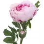 EUROPALMS Peony Branch Classic, tekokasvi, roosa, 80cm 82530210