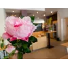 EUROPALMS Peony Branch Classic, tekokasvi, roosa, 80cm 82530210