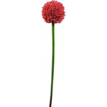 EUROPALMS tekokasvi allium-varsi, punainen, 55 cm 82530568