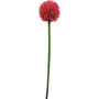 EUROPALMS tekokasvi allium-varsi, punainen, 55 cm 82530568