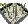 EUROPALMS tekobambu koristeellisessa maljakossa, 120 cm 82509261