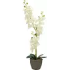 EUROPALMS orkidea tekokasvi, kerma, 80 cm 82530361