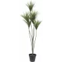 EUROPALMS yucca-palmu tekokasvi, 130 cm 82511552