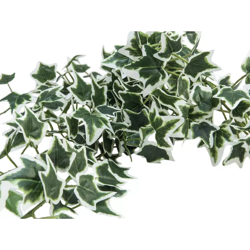 EUROPALMS Holland Ivy Bush Screen Classic, tekokasvi, 70 cm 82502211