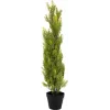 EUROPALMS Leyland-sypressi tekokasvi, 90 cm, musta ruukku 82606962