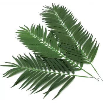 EUROPALMS tekokasvi kookospalmun lehdet, 80 cm, 12-osainen pakkaus 82509895
