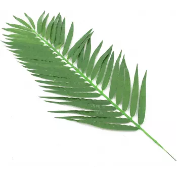 EUROPALMS tekokasvi kookospalmun lehdet, 90 cm, 12 kpl, vihreä 82509896